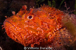 Scorpion Fish by Vittorio Durante 